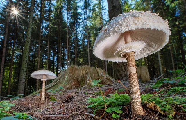 Drugie piętro