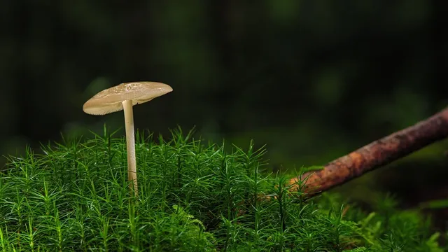 Pierwsze piętro